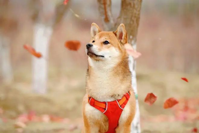 2023年3月柴犬(SHIB)价格预测