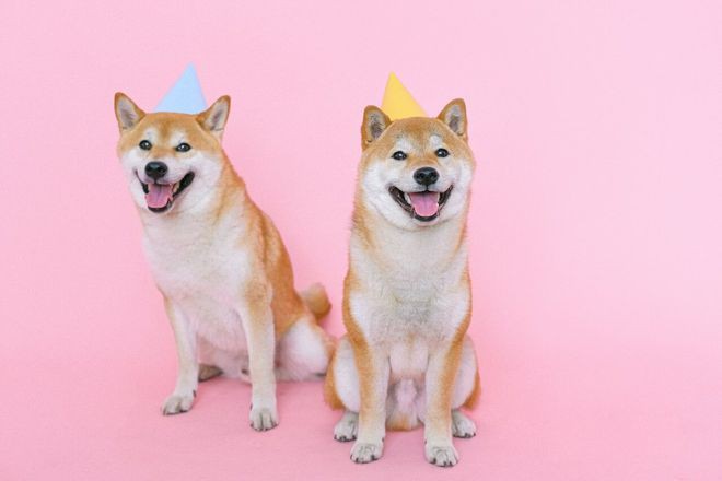 升级后的柴犬币（SHIB）会成为DOGE杀手吗？