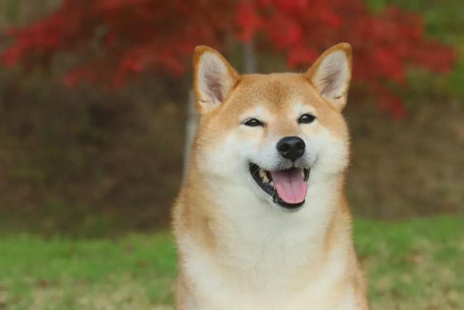 柴犬(SHIB)或狗狗币：哪种代币能让你首先成为百万富翁？